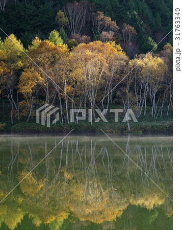 志賀高原木戸池の朝 志賀高原木戸池の朝 31763340