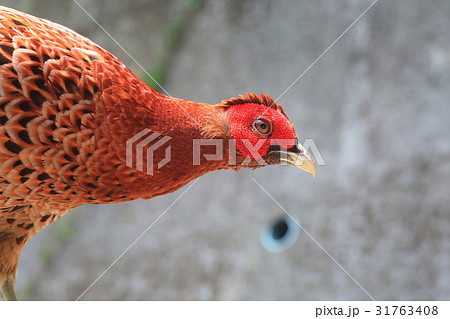 シコクヤマドリ シコクヤマドリ 31763408