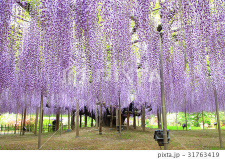 あしかがフラワーパークの大藤 あしかがフラワーパークの大藤 31763419