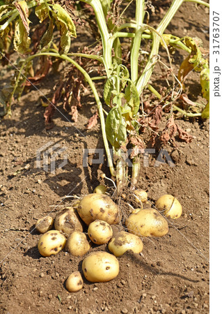ジャガイモ（キタアカリ）の収穫 31763707