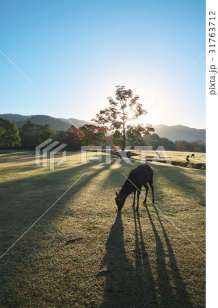 秋の奈良公園 31763712