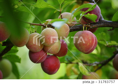 スモモ スモモ 31763757