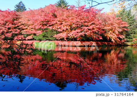 軽井沢 雲場池の紅葉 軽井沢 雲場池の紅葉 31764164