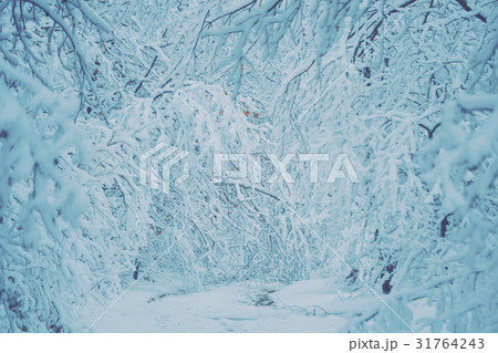 Snow-covered trees plants forest in winter filter 31764243