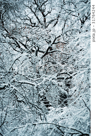 Snow-covered trees plants forest in winter filter Snow-covered trees plants forest in winter filter 31764244