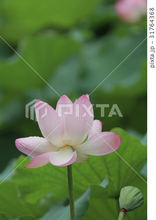 pink Lotus bud and green leaf close up pink Lotus bud and green leaf close up 31764368