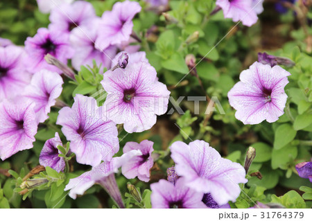 flower bed at garden at show flower 31764379