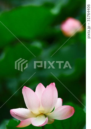 close up of the beautiful lotus flower in blooming close up of the beautiful lotus flower in blooming 31764406