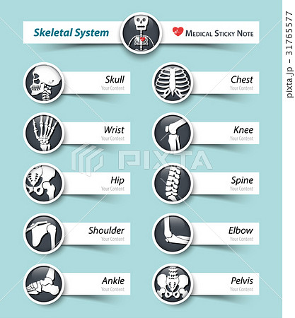 Skeletal System . Bone icon and sticky note . 31765577