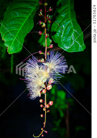 サガリバナ 31765624