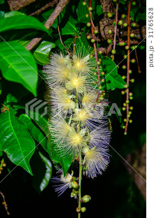 サガリバナ 31765628