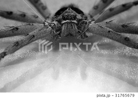 Cane Spider 31765679
