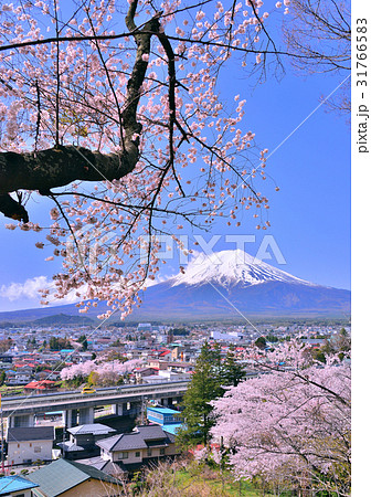新倉山浅間公園の桜と中央道と富士山-778603 31766583