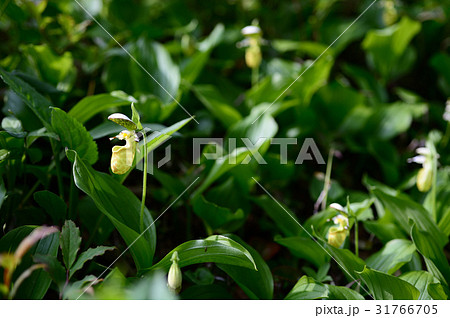 キバナノアツモリソウ キバナノアツモリソウ 31766705