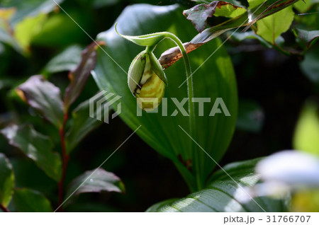 キバナノアツモリソウ 31766707