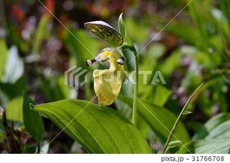 キバナノアツモリソウ キバナノアツモリソウ 31766708