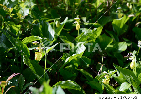 キバナノアツモリソウ 31766709