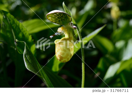 キバナノアツモリソウ 31766711