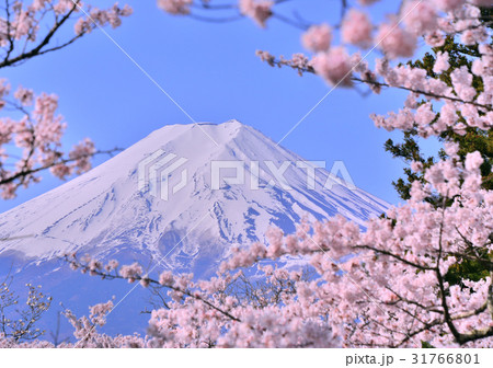新倉山浅間公園の満開の桜と富士山-778570 新倉山浅間公園の満開の桜と富士山-778570 31766801