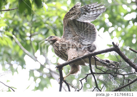 オオタカの雛 31766811