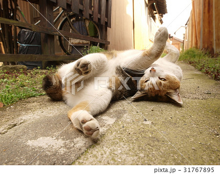 ゴロンとする三毛猫 31767895