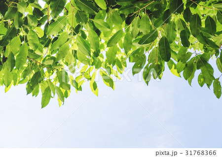 Green leaves and blue sky background 31768366