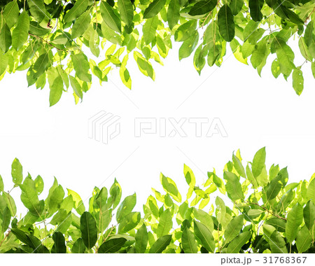 Green leaves background with white copy space 31768367