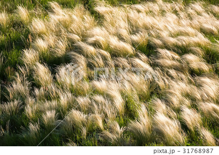 Silver feather grass swaying in wind in steppe 31768987