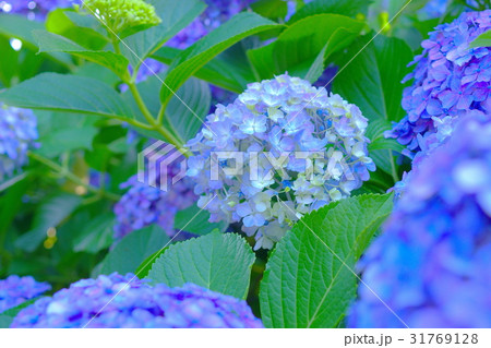 空色の紫陽花 空色の紫陽花 31769128