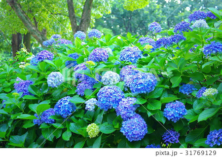 木陰で咲く紫陽花 31769129