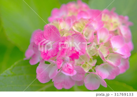 ピンクの紫陽花(クローズアップ) ピンクの紫陽花(クローズアップ) 31769133