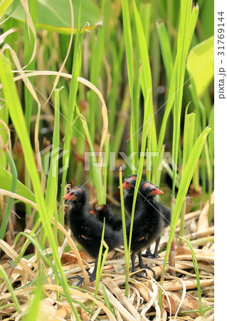 バンのファミリー バンのファミリー 31769144