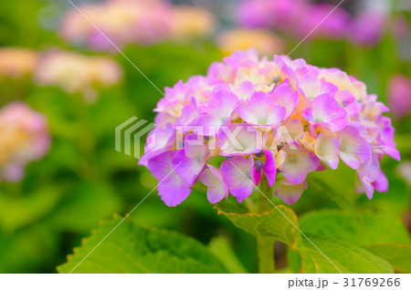 ピンクの紫陽花 ピンクの紫陽花 31769266