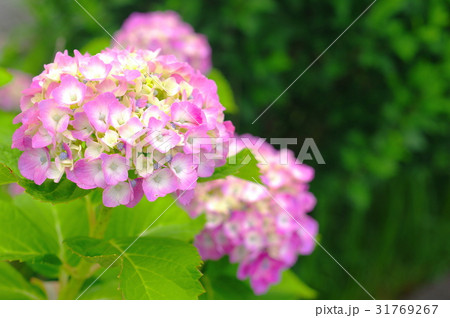 木陰に咲くピンクの紫陽花 木陰に咲くピンクの紫陽花 31769267
