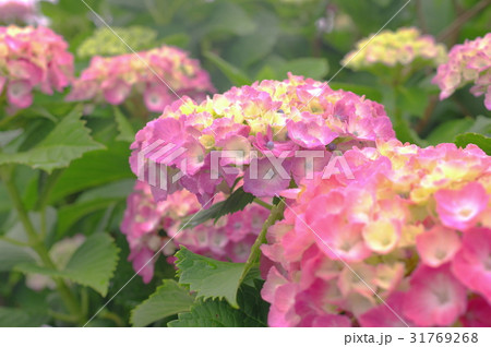 ピンクの紫陽花 ピンクの紫陽花 31769268