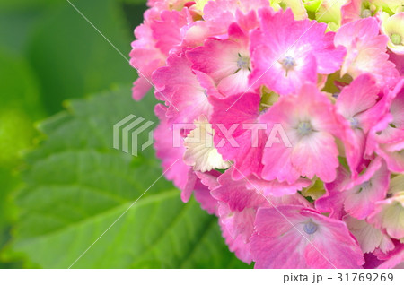 薄紫色の紫陽花（クローズアップ） 31769269