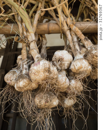 ニンニクの乾燥 31769367