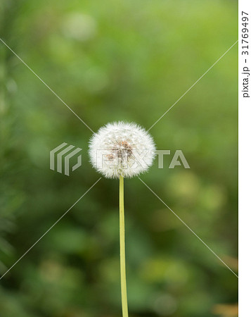 タンポポの綿毛 タンポポの綿毛 31769497