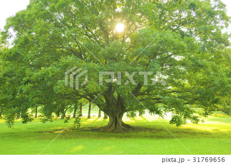 公園の木 太陽光 公園の木 太陽光 31769656