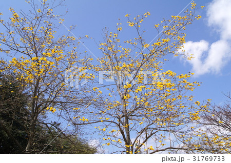 キバナイペー（ブラジル国花）：イぺ 31769733