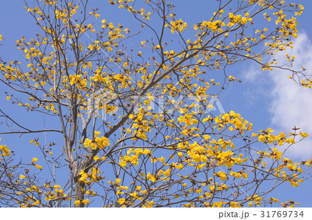 キバナイペー(ブラジル国花):イぺ キバナイペー(ブラジル国花):イぺ 31769734