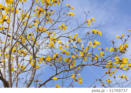 キバナイペー（ブラジル国花）：イぺ 31769737