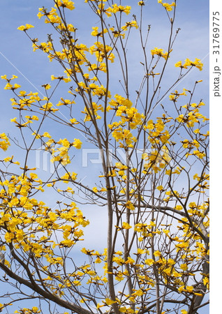 キバナイペー（ブラジル国花）：イぺ 31769775