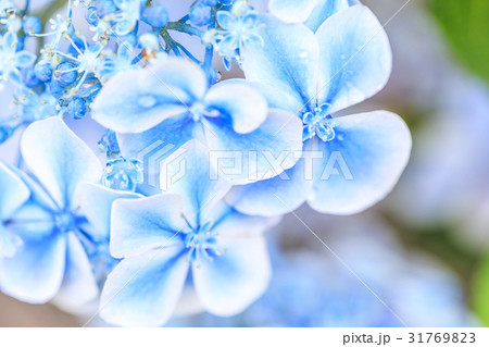 アジサイ 品種(ミズナギドリ) アジサイ 品種(ミズナギドリ) 31769823