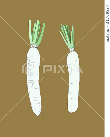 White daikon radish , sketch vector. 31769837
