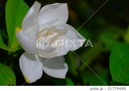 夜の大八重クチナシ 31770488