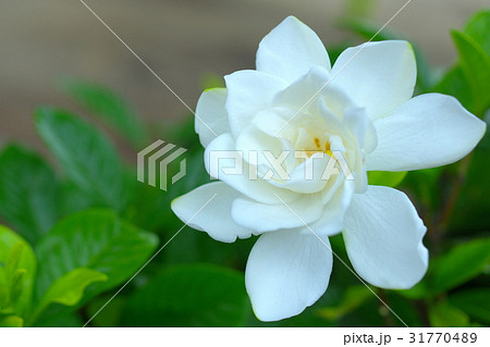 ヒメクチナシの花（クローズアップ） 31770489