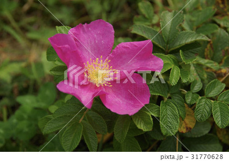 北海道 ハマナスの花の写真素材
