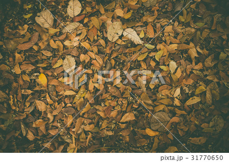Dried leaf 31770650