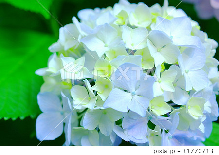 薄水色の紫陽花(クローズアップ) 薄水色の紫陽花(クローズアップ) 31770713